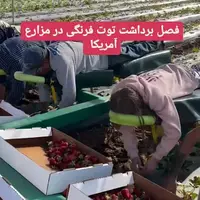 برداشت توت‌فرنگی در مزارع آمریکا