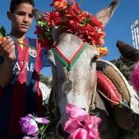 مسابقات سنتی خرسواری در مراکش