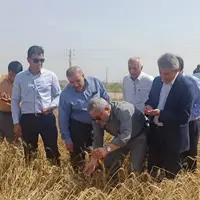 غرامت کشاورزان بیمه‌شده خوزستان چه زمانی پرداخت می‌شود؟