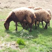 یک چرای لاکچری برای گوسفندان؛ دام‌هایی که جاذبه گردشگری می‌خورند!