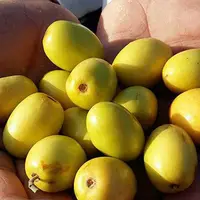 حدود هفت هزار تن میوه گرمسیری کُنار در سیستان و بلوچستان برداشت شد