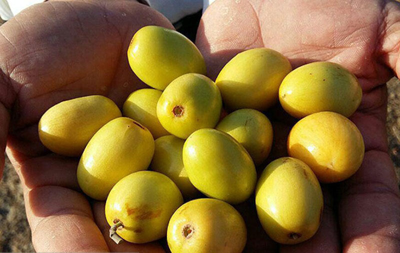 حدود 7 هزار تن میوه گرمسیری کُنار در سیستان‌وبلوچستان برداشت شد