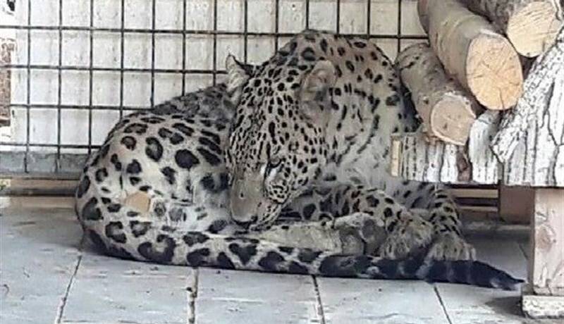 محیط زیست: "ارس" پلنگ باغ وحش مشهد تحت درمان قرار دارد