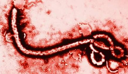 ساخت گونه ای جدید و بسیار خطرناک از ویروس ابولا توسط دانشمندان چینی