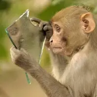 تصاویری پربازدید از شانه کردن موهای یک میمون جلوی آینه