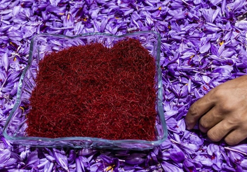 برداشت 7 کیلوگرم زعفران در هر هکتار از مزارع لرستان