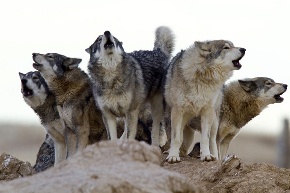  معنای رفتار مختلف گرگ‌ها در گله