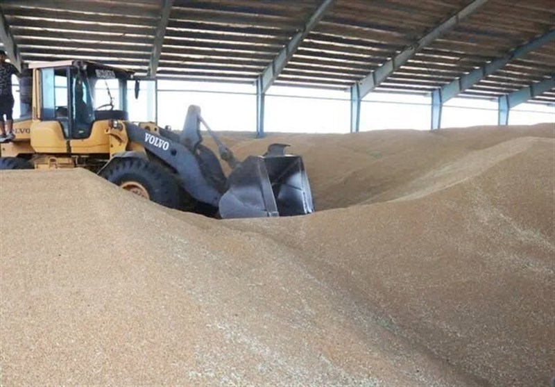 خرید ۱۱ هزار تن گندم از کشاورزان استان بوشهر