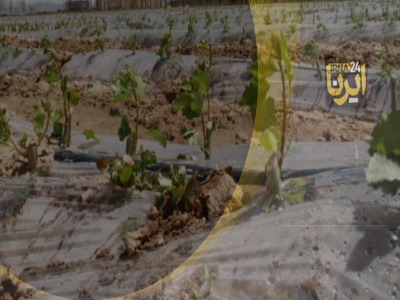 کاشت سالانه 3 میلیون نهال در استان همدان