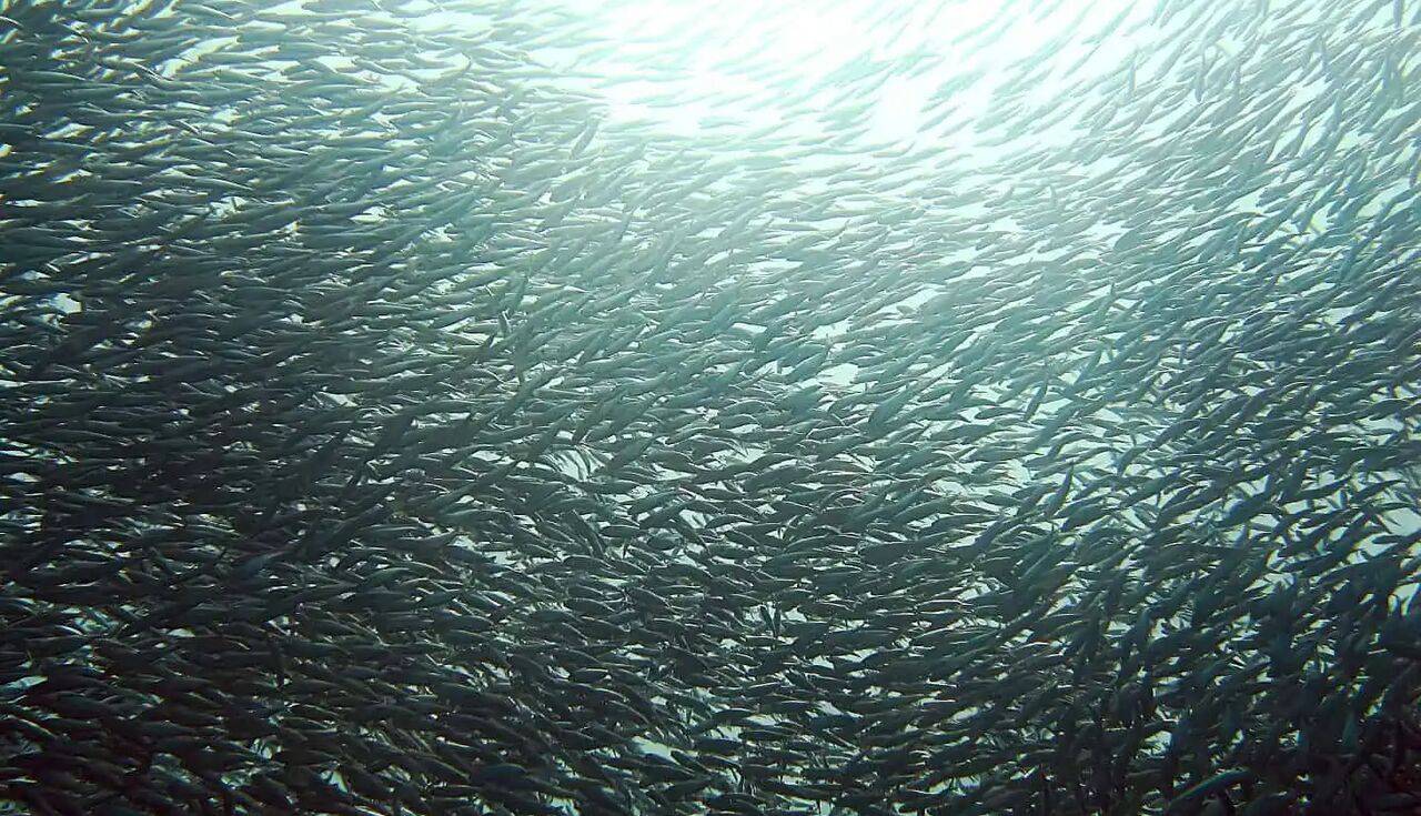 بررسی علت تلف‌شدن ماهی گونه ساردین در ساحل گناوه