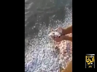 تلف شدن هزاران قطعه ماهی در ساحل گناوه