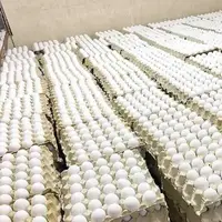 قیمت روز تخم‌مرغ 