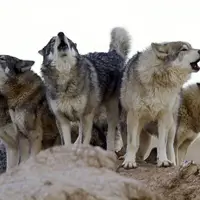 معنای رفتار مختلف گرگ‌ها در گله