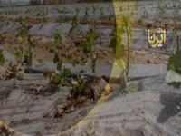 کاشت سالانه سه میلیون نهال در همدان