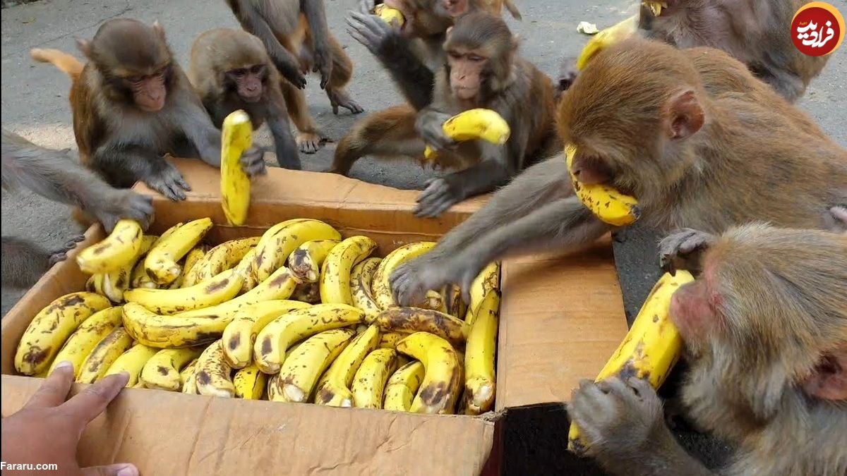 حمله میمون‌های شکمو به موز