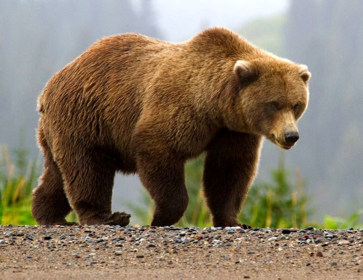 تعقیب وگریز دیدنی بین خرس و گوزن