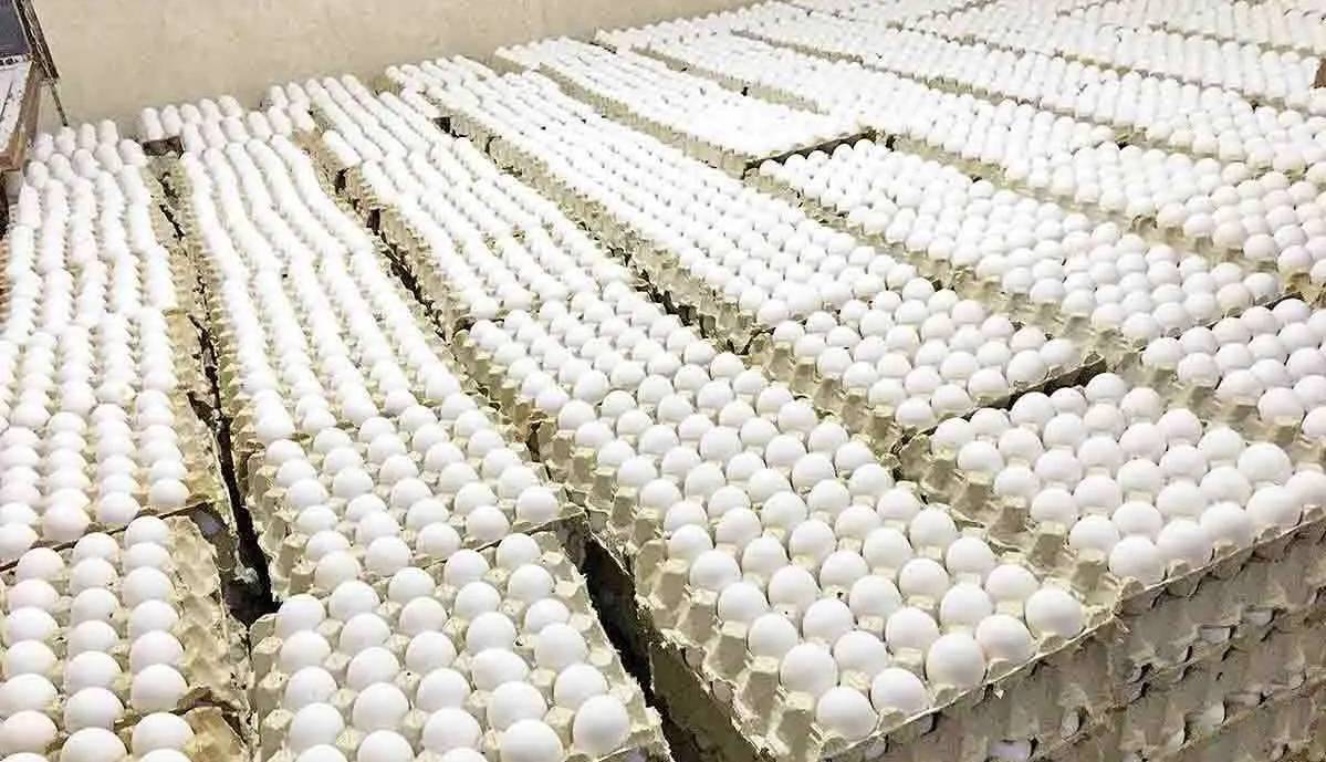 رئیس هیات مدیره مرغ تخم گذار: قیمت تخم‌مرغ باید اصلاح شود