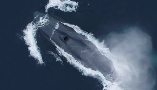 نتیجه باورنکردنی 3900 ساعت گوش دادن به صدای نهنگ آبی!
