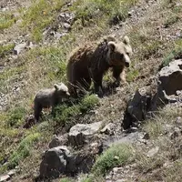 حمله خرس در سلسله یک مجروح بجا گذاشت
