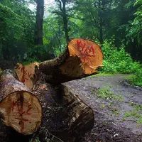 شناسایی عامل قطع درختان جنگلی در امام‌زاده عبدالله آمل