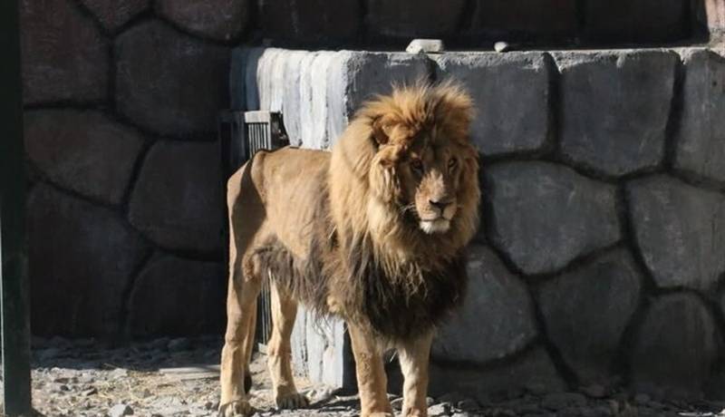 علت مرگ «ریشا» شیر باغ وحش مشهد مشخص شد 