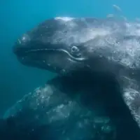 حمله نهنگ‌های قاتل به بچه نهنگ خاکستری