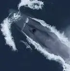 گوناگون/ نتیجه باورنکردنی ۳۹۰۰ ساعت گوش دادن به صدای نهنگ آبی!