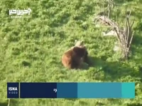 کشتی گرفتن دو قلاده خرس قهوه‌ای در ارتفاعات سوادکوه