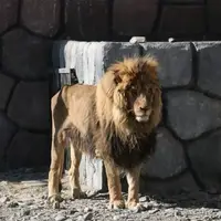 علت مرگ «ریشا» شیر باغ وحش مشهد مشخص شد 