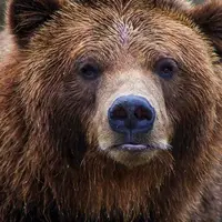 مشاهدۀ خرس قهوه‌ای در منطقۀ شکار ممنوع طالقان 