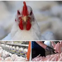 صادرات حدود ۴۹ تن مرغ مازاد خراسان شمالی به کشور عراق
