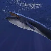 عظمت نهنگ آبی