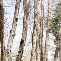 خشکاندن عمدی 16 هزار درخت در تهران