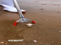 استتار حرفه ای «سگ ماهی» در ماسه های ساحل