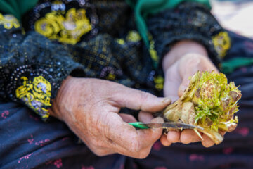 کنگر کوهی