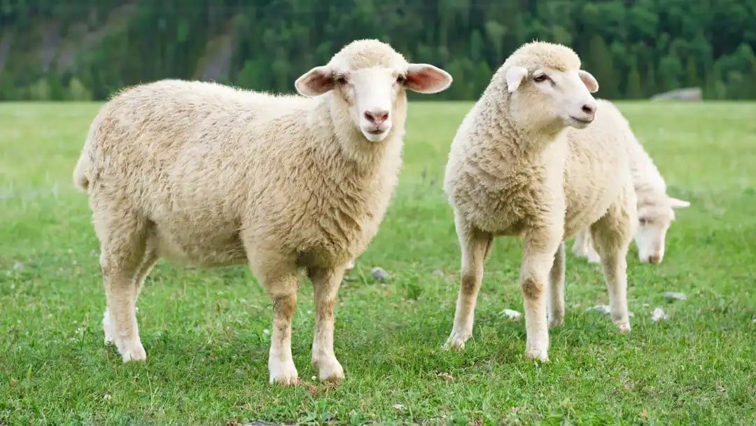آخرین وضعیت قیمت گوسفند زنده در بازار