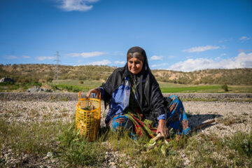 کنگر کوهی