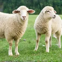 آخرین وضعیت قیمت گوسفند زنده در بازار 