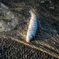 صید و فروش ماهی رودخانه‌ای در دزفول همچنان ممنوع است