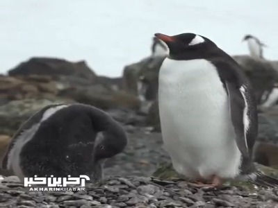 قابی از پنگوئن به همراه جوجه اش