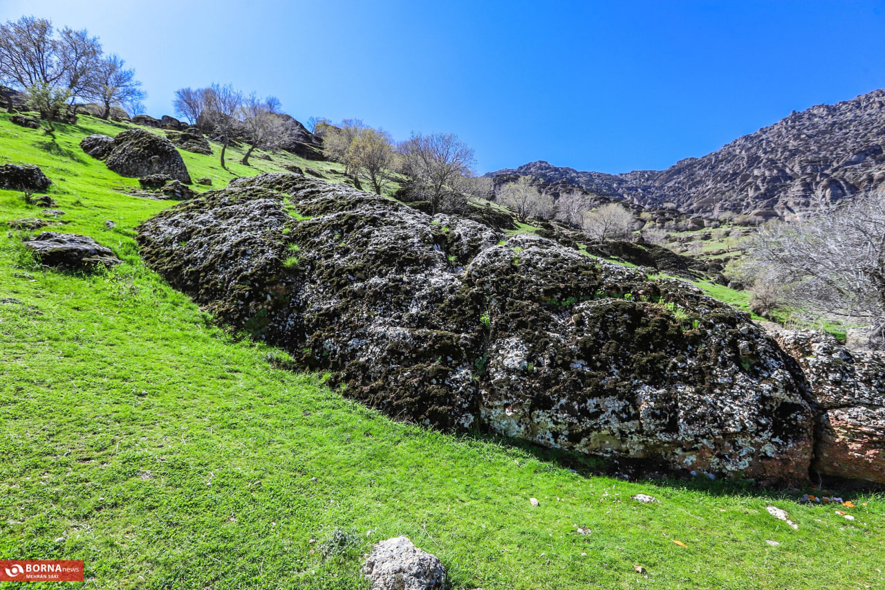 عکس/ مخمل کوه لرستان، نگین سبز در طبیعت بکر