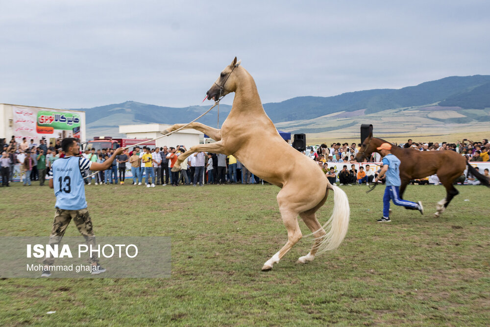 عکس/ جشنواره ملی زیبایی اسب اصیل ترکمن