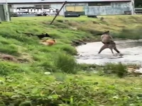 لحظاتی از مبارزه شجاعانه یک کانگورو با چند سگ