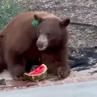 خرس گرسنه‌ای که یک تکه هندوانه از یخچال سرقت کرد