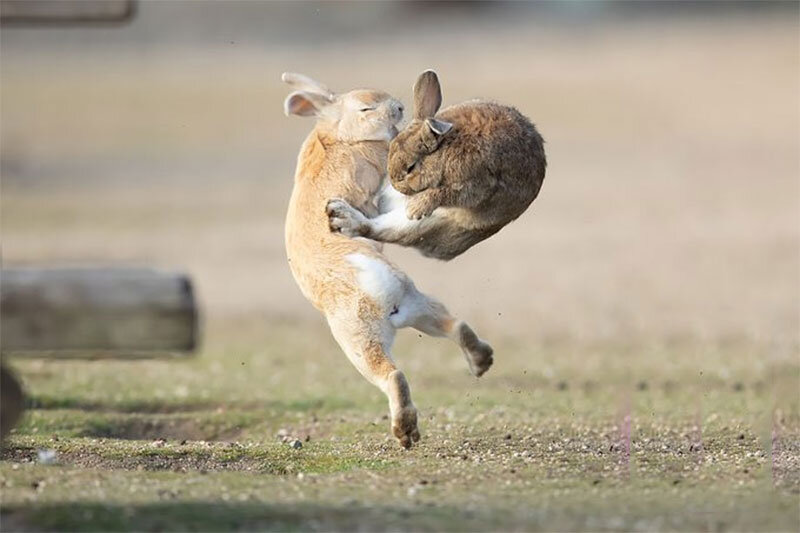 فرار بزرگ! خرگوش‌ها چگونه از دست شکارچیان فرار می‌کنند؟