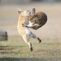 فرار بزرگ! خرگوش‌ها چگونه از دست شکارچیان فرار می‌کنند؟