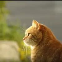 تصاویری پربازدید از مسابقه بین گربه‌ها برای دویدن روی تردمیل