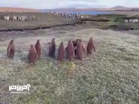 جوجه‌های پنگوئن امپراطور درخال تعقیبِ گربۀ وحشی، جزایر فالکلند