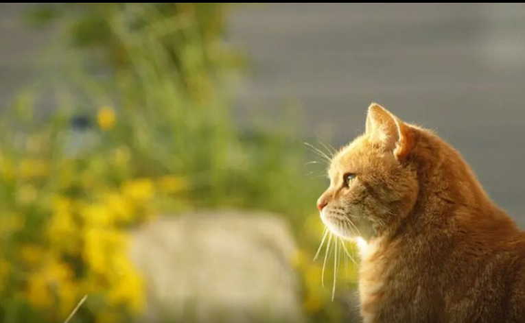 تصاویری پربازدید از مسابقه بین گربه‌ها برای دویدن روی تردمیل
