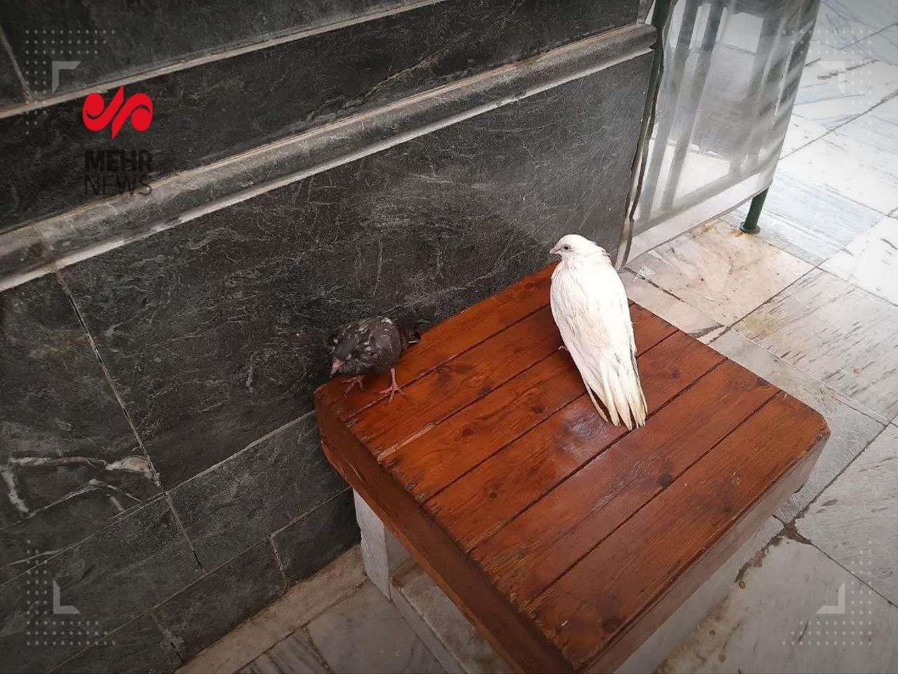 عکس/ نجات کبوترهای بارگاه ملکوتی رضوی در هنگام بارش تگرگ